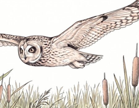 Majestic Owls: Portraits of the Wild